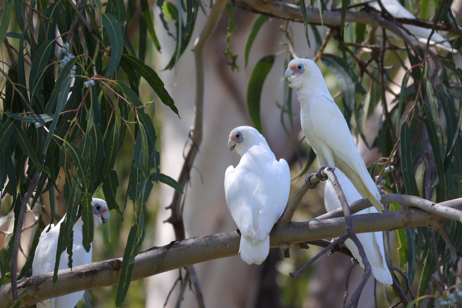 image Little Corella